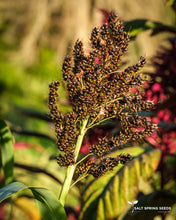 Load image into Gallery viewer, Black Milo Sorghum (Sorghum bicolor)
