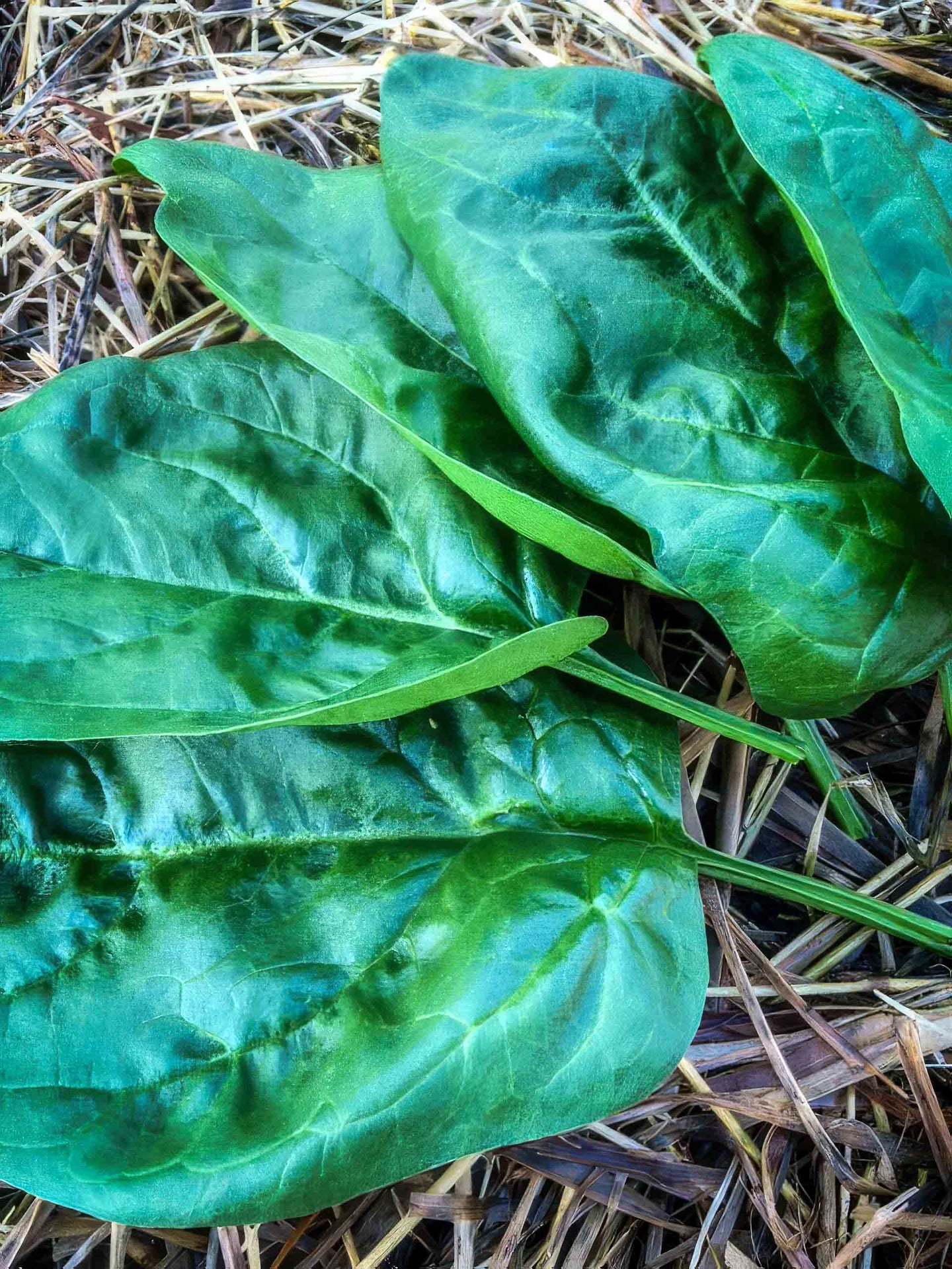 Giant Spring / Winter Spinach Seeds, Organic - Canada