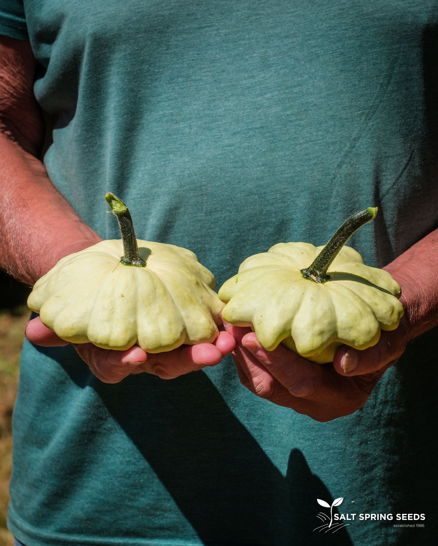Jaune et Verte Patty Pan Squash (Cucurbita pepo)