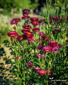 Dark Pink Strawflower (Helichrysum bracteatum)