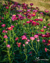 Load image into Gallery viewer, Dark Pink Strawflower (Helichrysum bracteatum)

