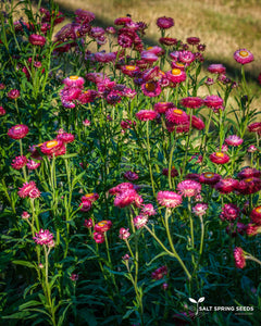 Dark Pink Strawflower (Helichrysum bracteatum)