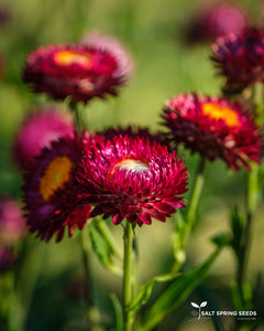 Dark Pink Strawflower (Helichrysum bracteatum)