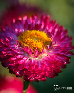 Dark Pink Strawflower (Helichrysum bracteatum)