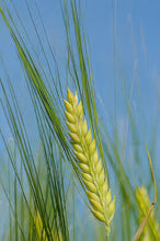 Load image into Gallery viewer, Streaker Naked Barley Seeds
