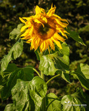 Load image into Gallery viewer, Sunflower - Mammoth Russian
