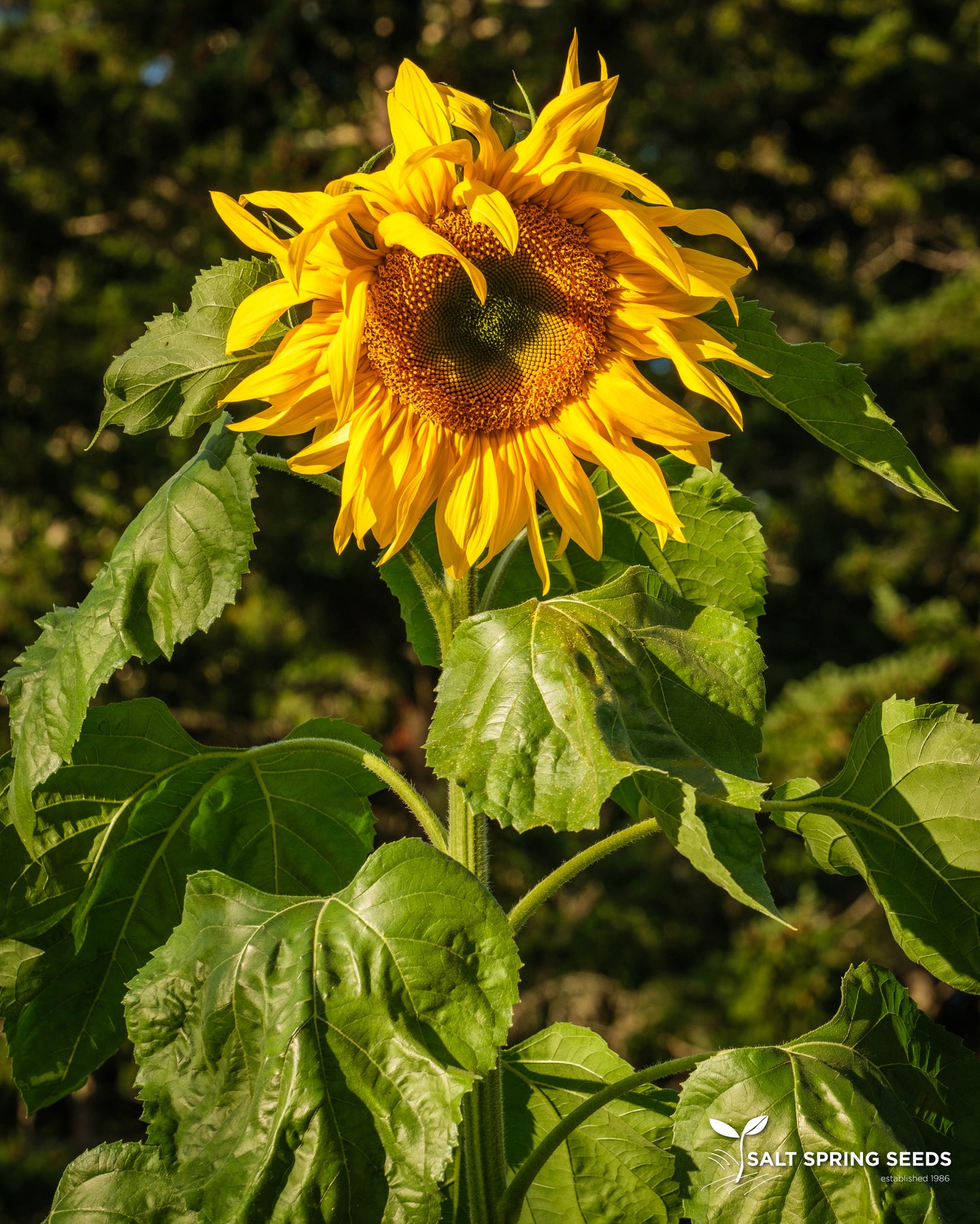 Sunflower - Mammoth Russian