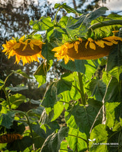 Load image into Gallery viewer, Sunflower - Mammoth Russian
