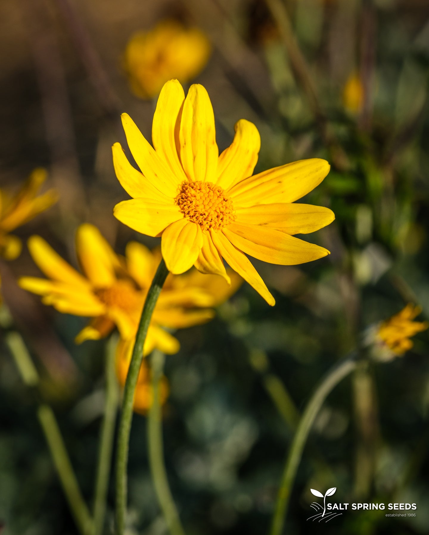 Woolly Sunflower Seeds, Organic & Heirloom - Canada