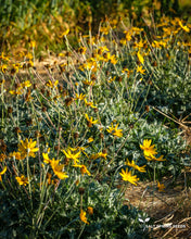 Load image into Gallery viewer, Woolly Sunflower Seeds
