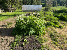 Load image into Gallery viewer, Sweet Cicely (Myrrhis odorata)
