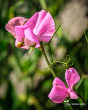 Load image into Gallery viewer, Musgrave Medley Sweet Pea Seeds

