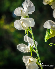 Load image into Gallery viewer, Musgrave Medley Sweet Pea Seeds

