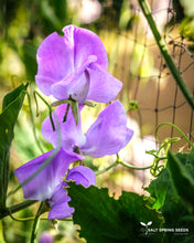 Load image into Gallery viewer, Musgrave Medley Sweet Pea Seeds
