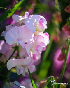 Wild Sweet Pea