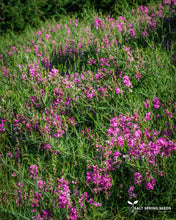 Load image into Gallery viewer, Wild Sweet Pea
