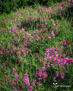 Wild Sweet Pea