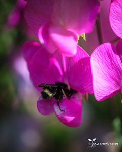 Wild Sweet Pea