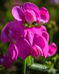 Wild Sweet Pea