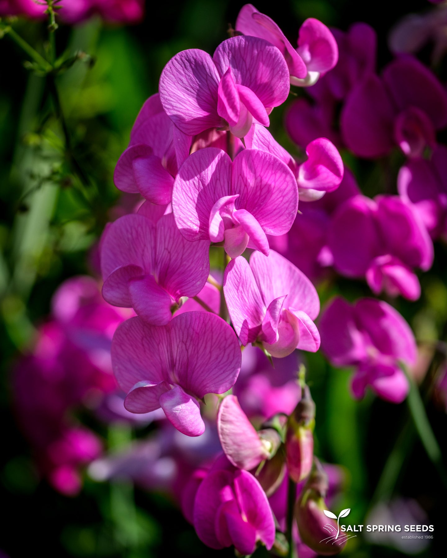 Wild Sweet Pea