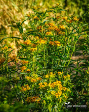 Load image into Gallery viewer, Mexican Tarragon (Tagetes lucida)
