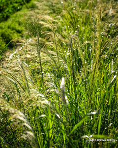 A.L. White Teff (Eragrostis tef.)
