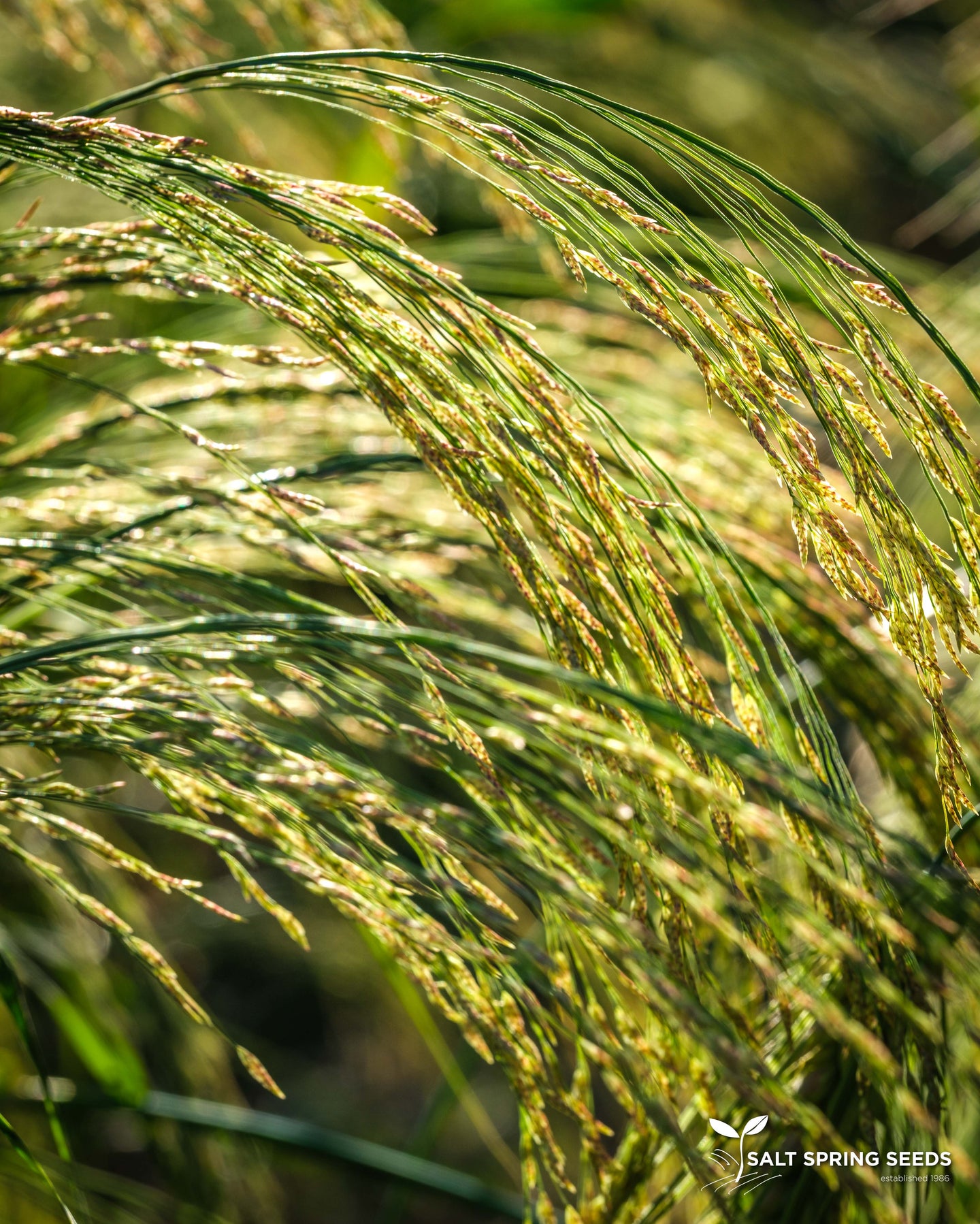 A.L. White Teff (Eragrostis tef.)