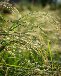 A.L. White Teff (Eragrostis tef.)