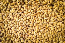 Load image into Gallery viewer, Terminillo Winter Wheat Seeds
