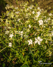 Load image into Gallery viewer, Jasmine-Scented Tobacco (Nicotiana alata)
