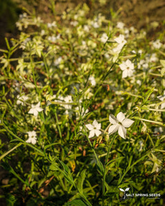 Jasmine-Scented Tobacco (Nicotiana alata)