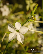 Load image into Gallery viewer, Jasmine-Scented Tobacco (Nicotiana alata)
