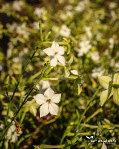Jasmine-Scented Tobacco (Nicotiana alata)