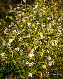 Jasmine-Scented Tobacco (Nicotiana alata)