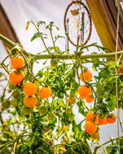 Load image into Gallery viewer, California Sungold Cherry Tomato Seeds
