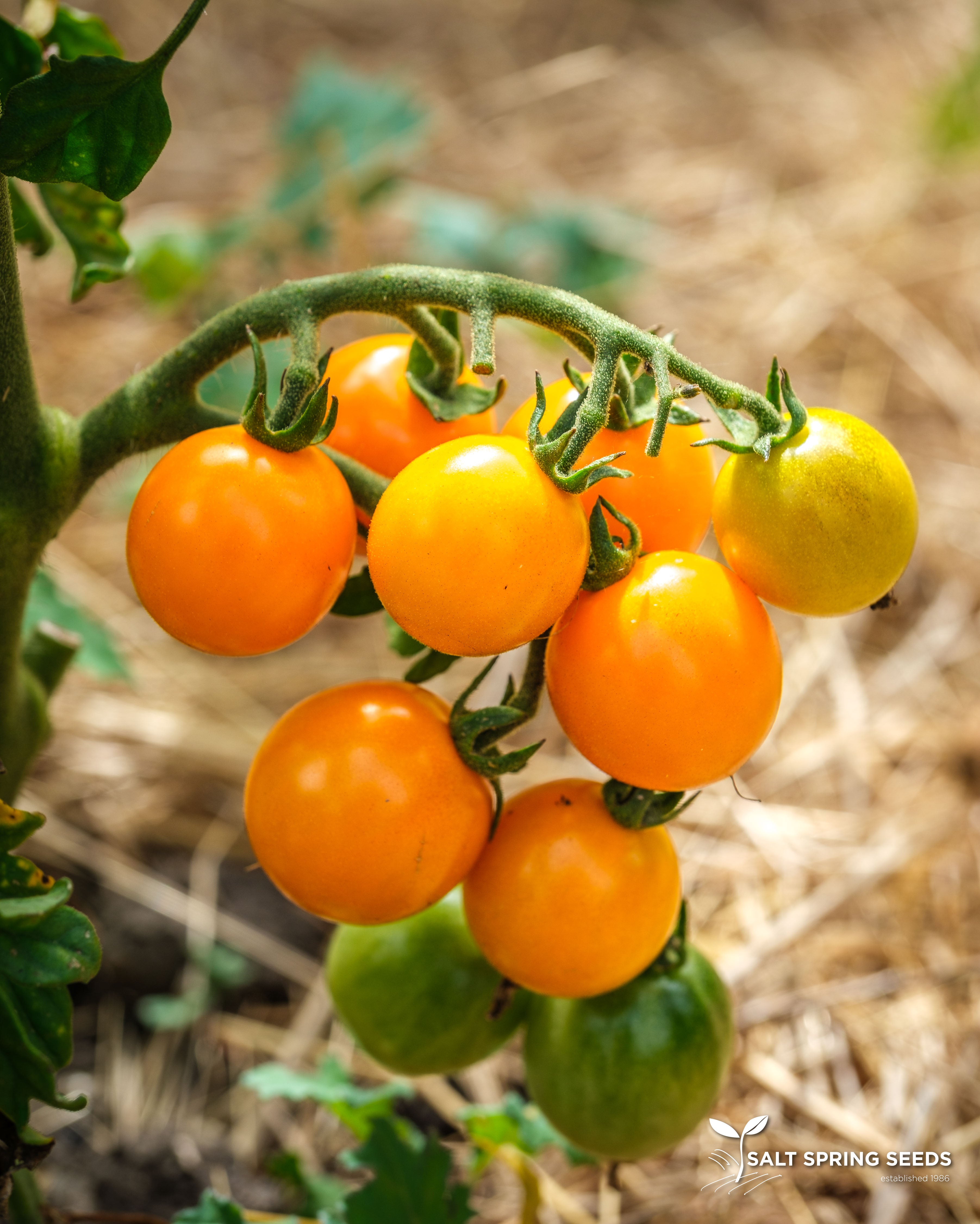 Gold Nugget Cherry Tomato Seeds – Organic – 30+ Seeds – Supersweet Like Sungold – Aspetuck Seed Farm