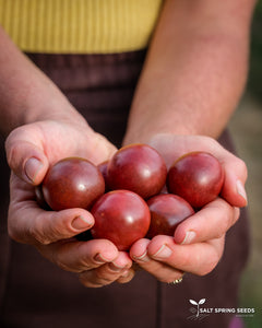 Chocolate Cherry