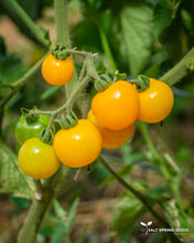 Load image into Gallery viewer, Galina Tomato
