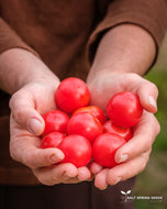 Gardener's Delight Cherry Tomato Seeds