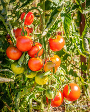 Load image into Gallery viewer, Graham's Good Keeper Tomato Seeds
