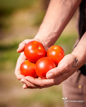 Load image into Gallery viewer, Graham's Good Keeper Tomato Seeds
