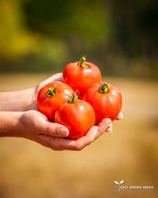 Load image into Gallery viewer, Pollock Tomato Seeds
