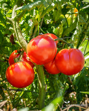 Load image into Gallery viewer, Pollock Tomato Seeds
