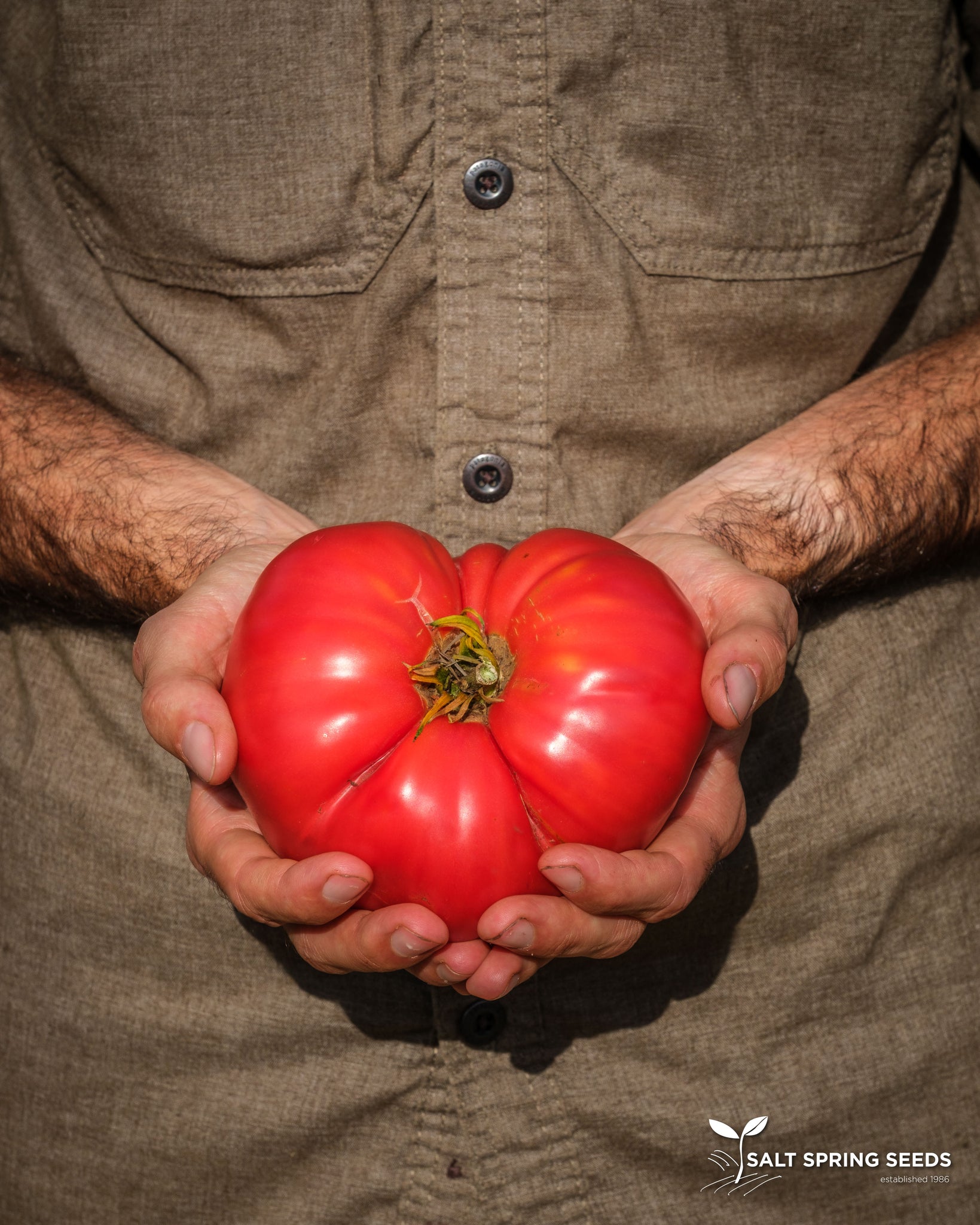 tomato seeds rosada Emilio's Rosa Beefsteak Tomato Seeds - Organic