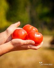 Load image into Gallery viewer, Salt Spring Sunrise Tomato Seeds
