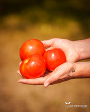 Load image into Gallery viewer, Salt Spring Sunrise Tomato Seeds

