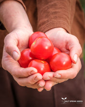 Load image into Gallery viewer, Stupice Tomato
