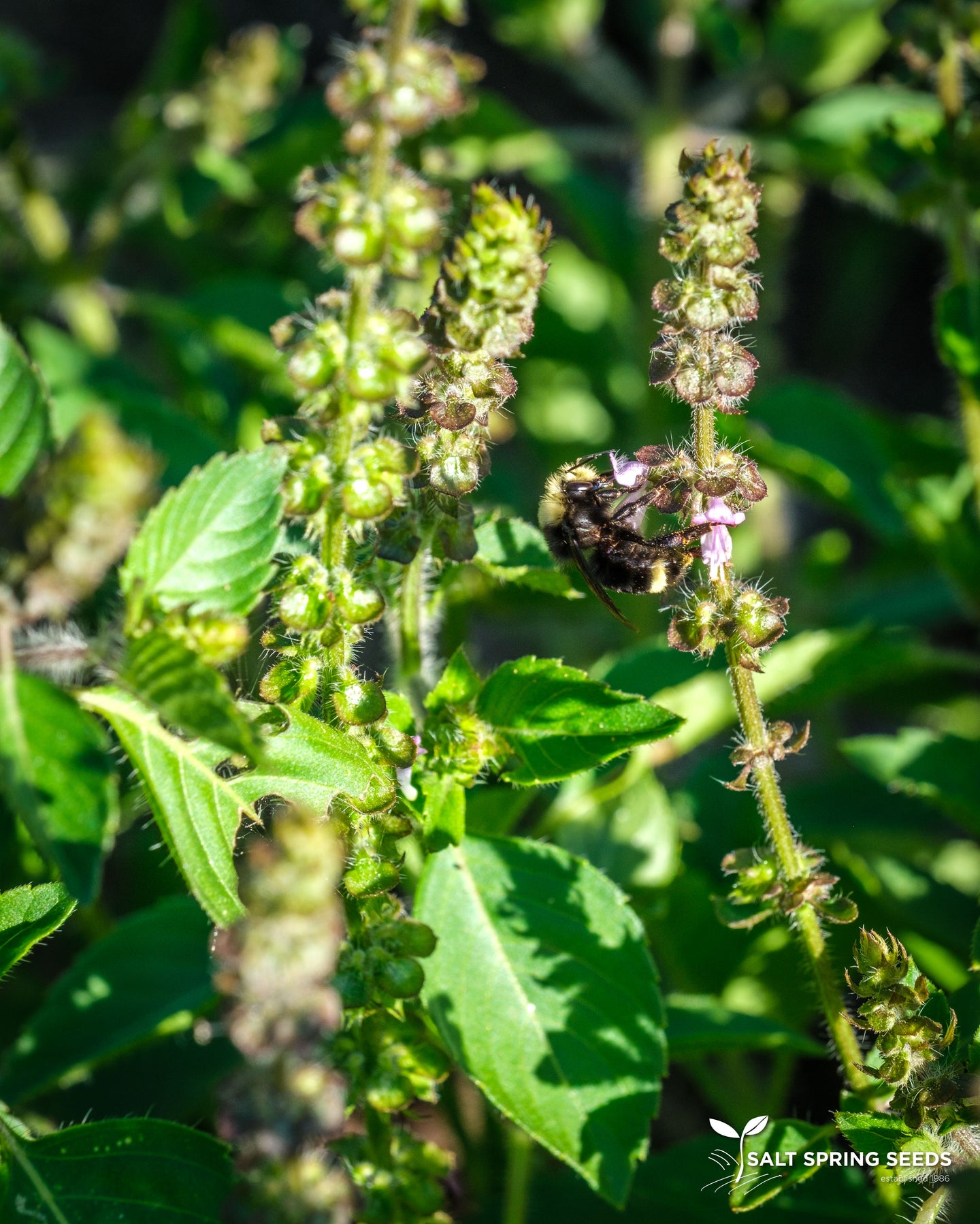 Kapoor Tulsi / Holy Basil (Ocimum africanum)