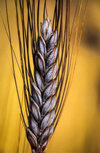 Load image into Gallery viewer, Utrecht Blue Wheat Seeds
