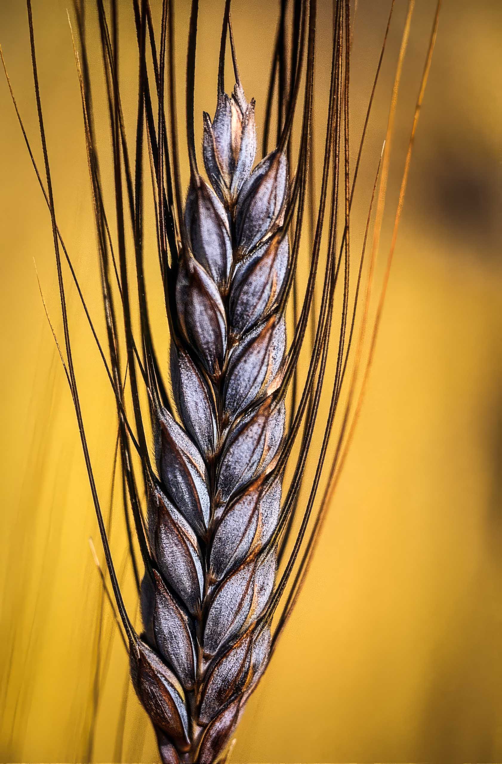 25+ Black Knight Wheat Flower Seeds – Triticum Triticale Annual Decorative Plant